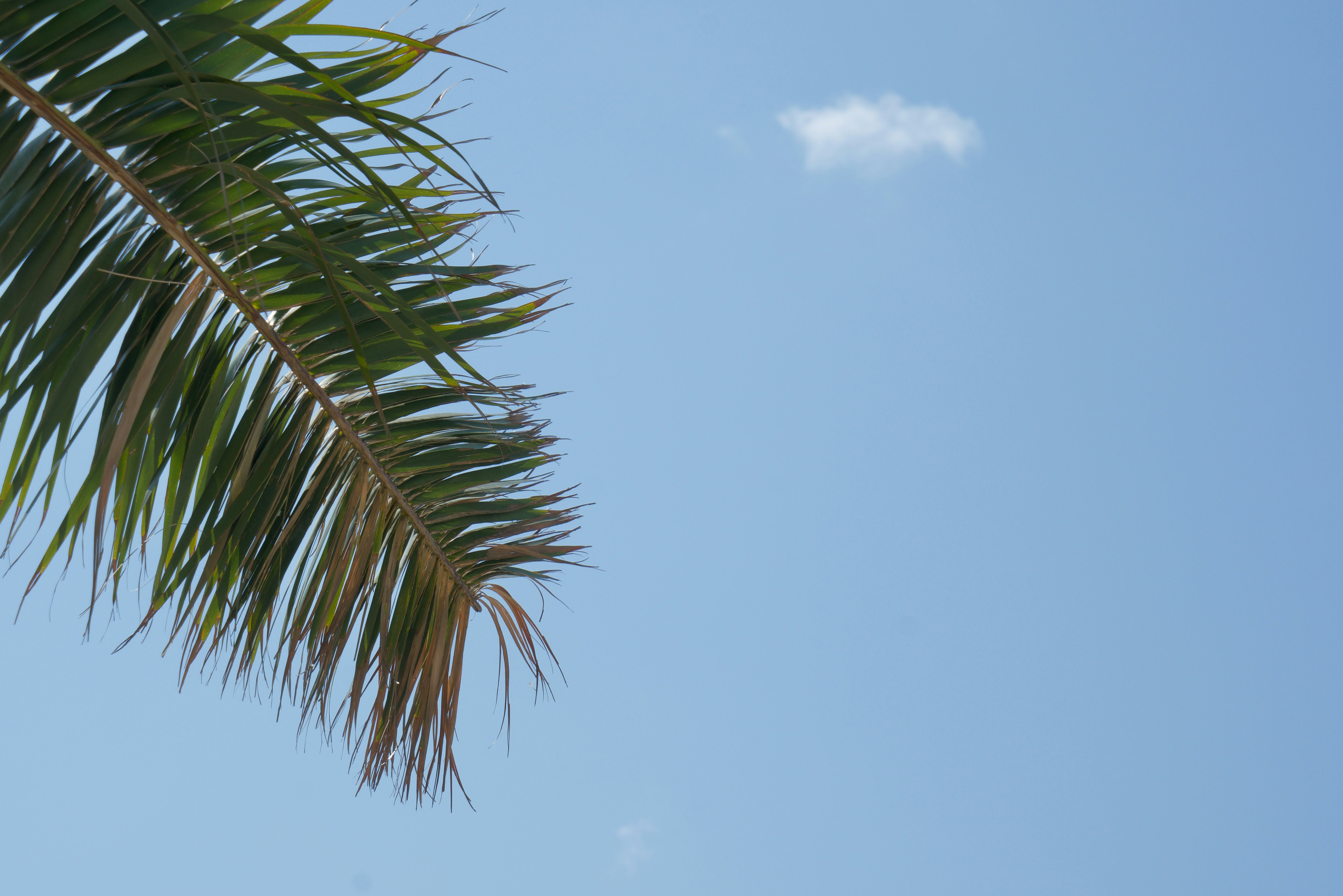 green palm tree under white clouds